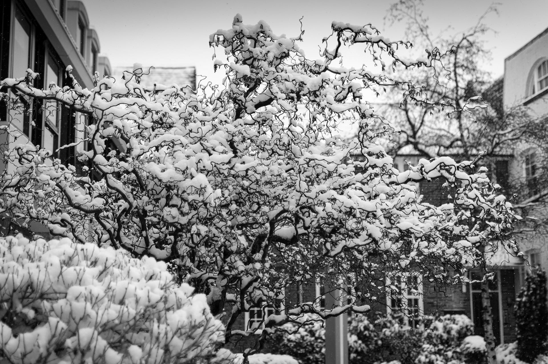 Yet more snow, with an ornamental tree taking the brunt.