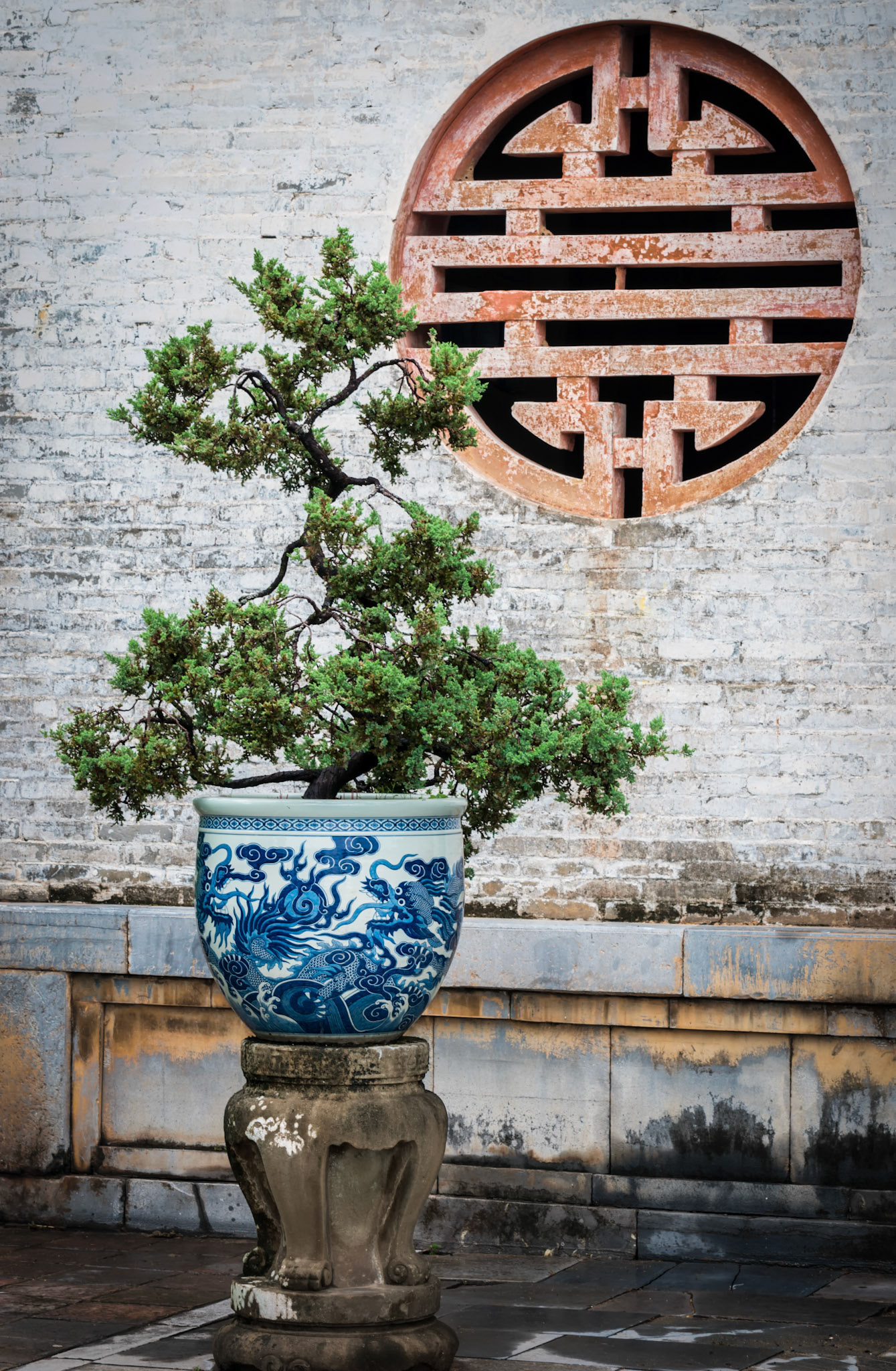 Bonzai by the window