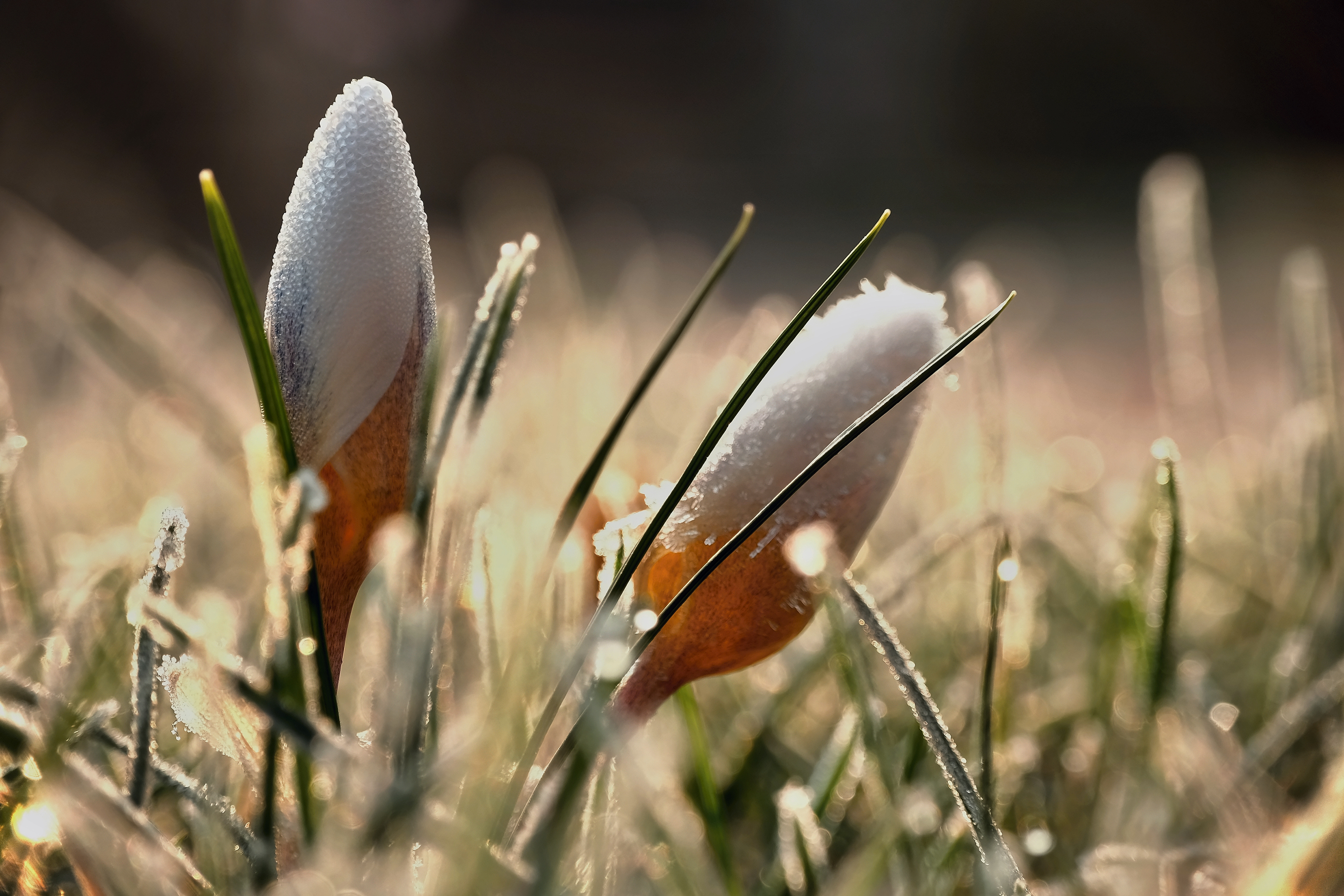Krokusy