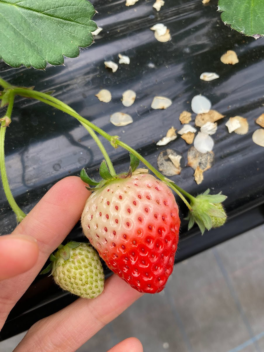 a rarer strawberry, one that's ripe when it's all white!