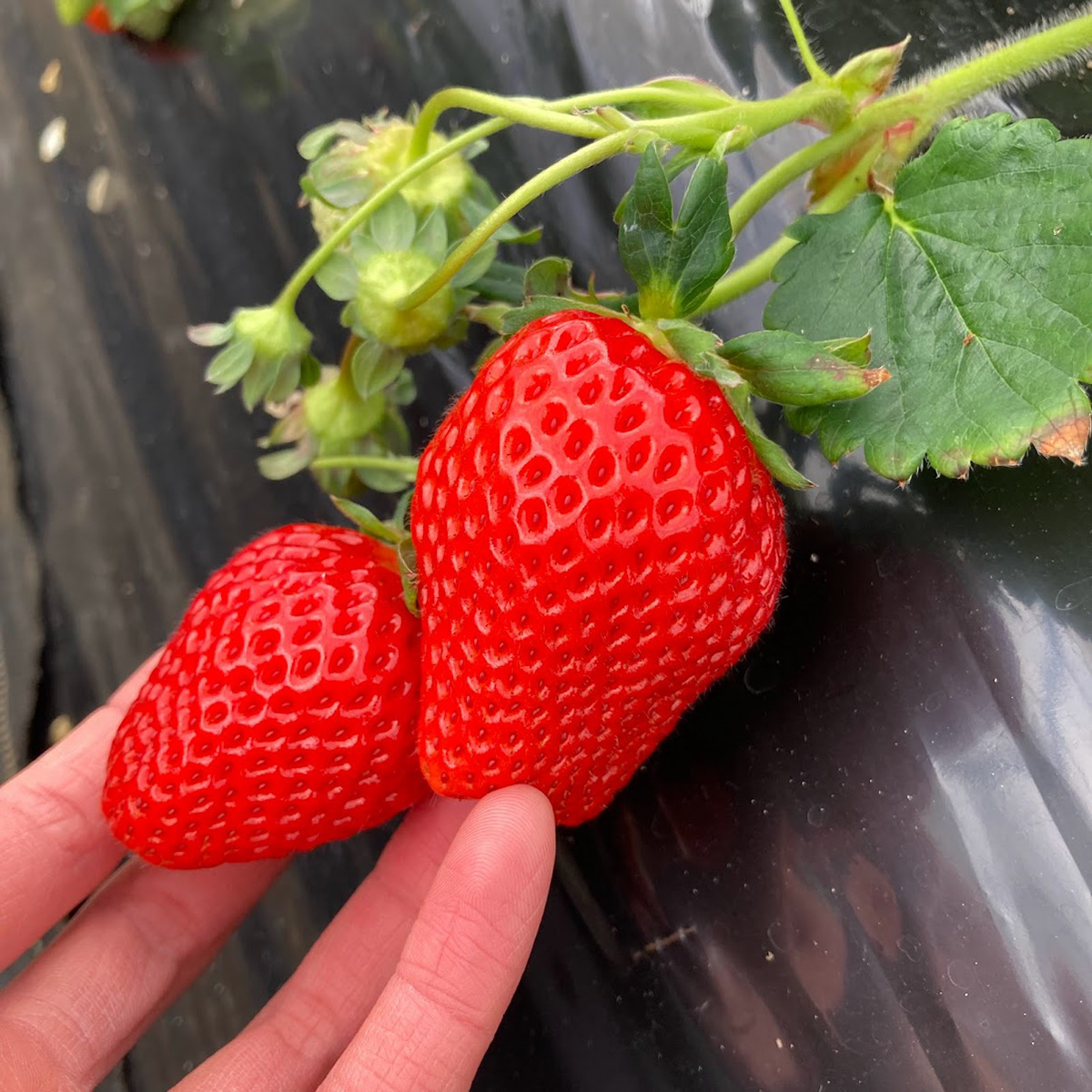 LOOK AT THOSE STRAWBERRIES. NO FILTER. THEY ARE THIS RED.
