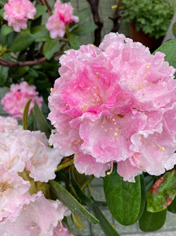 commute blooms