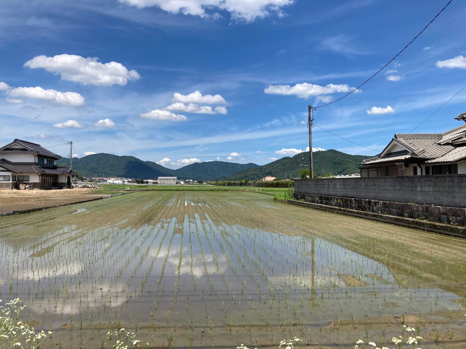 a rice field close to Nakagawa Elemen. School~ and just look at those clouds!