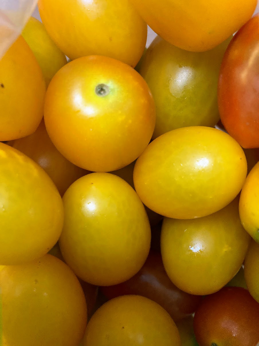 the most delicious yellow mini tomatoes from ma-chan! picked that morning omggg