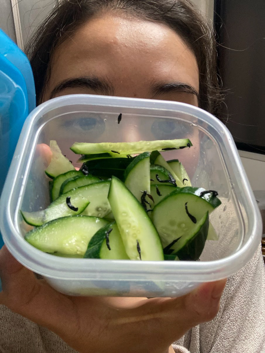 made pickeled cucumbers!