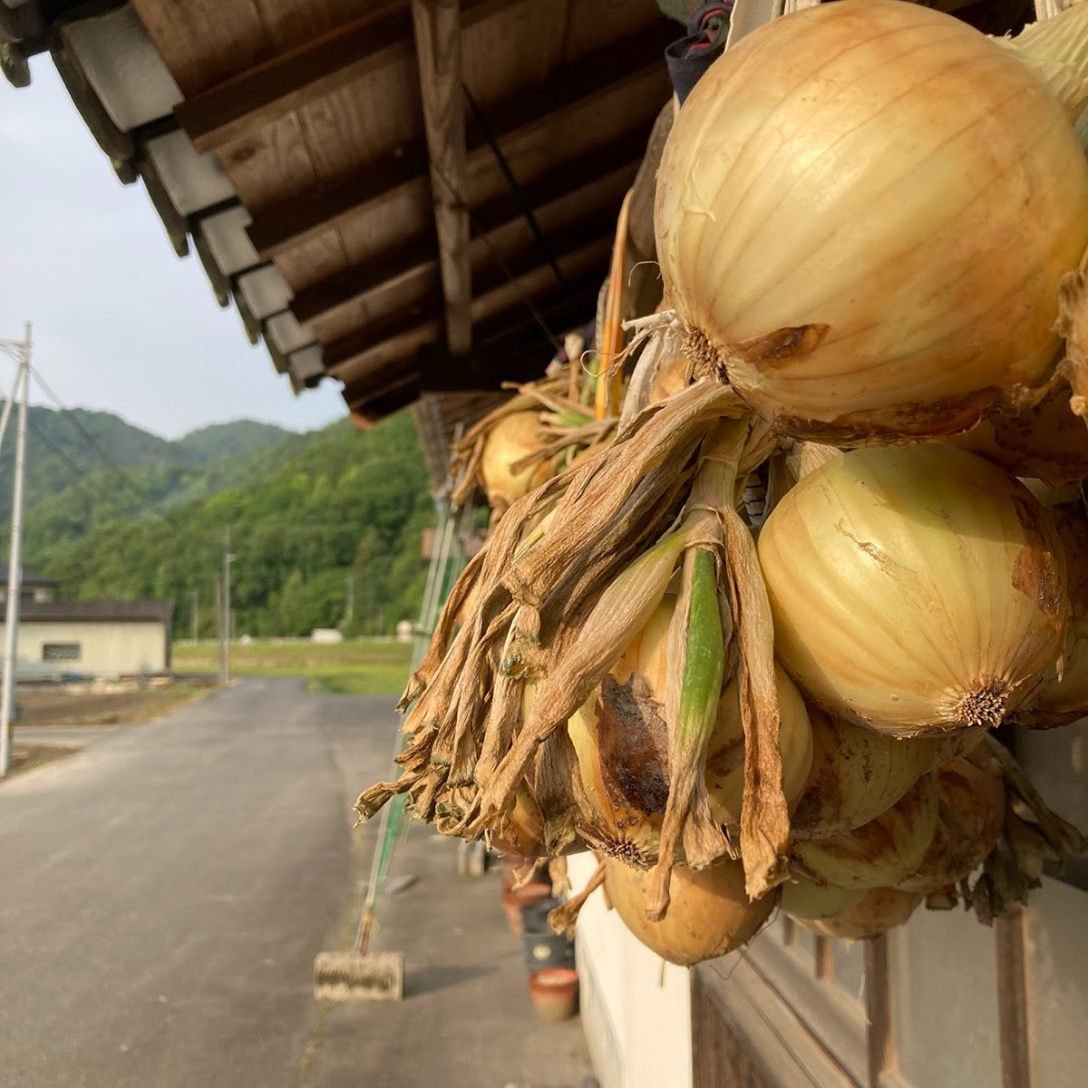 running into onions