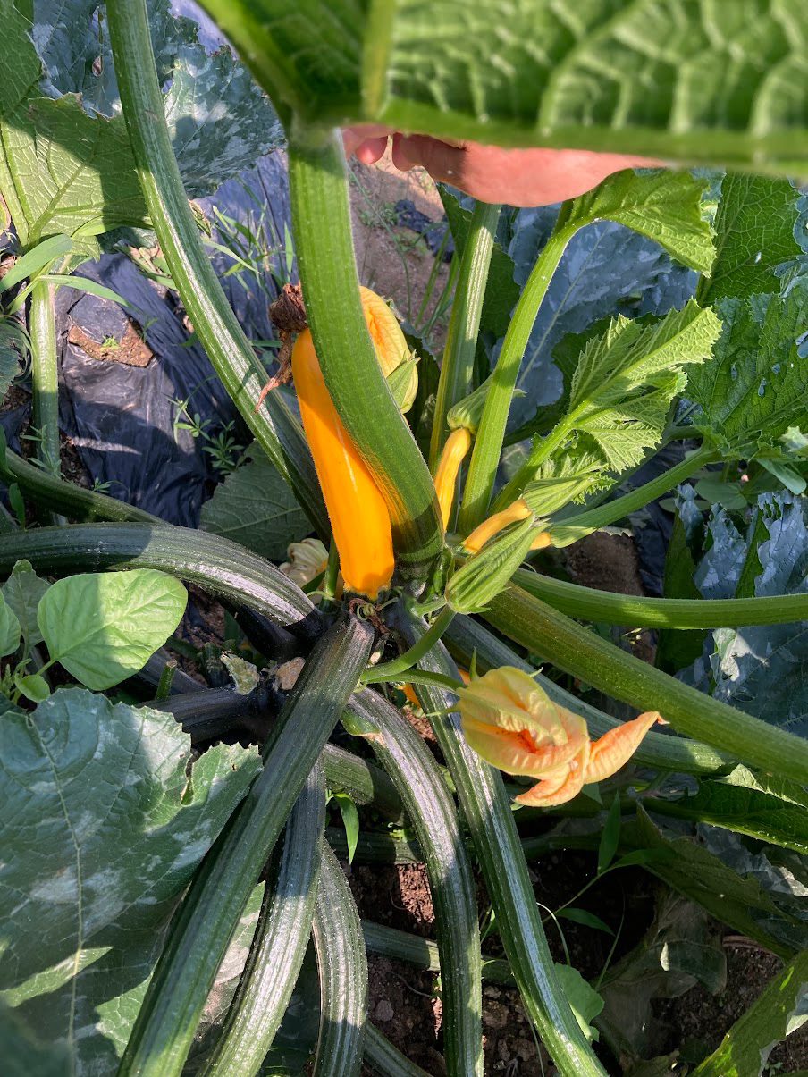 Yuki's mom's zucchini plant looking handsome!