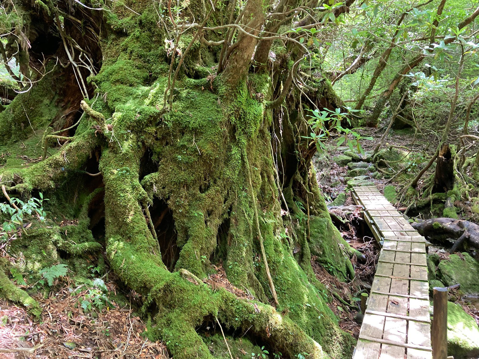 big tree wow
