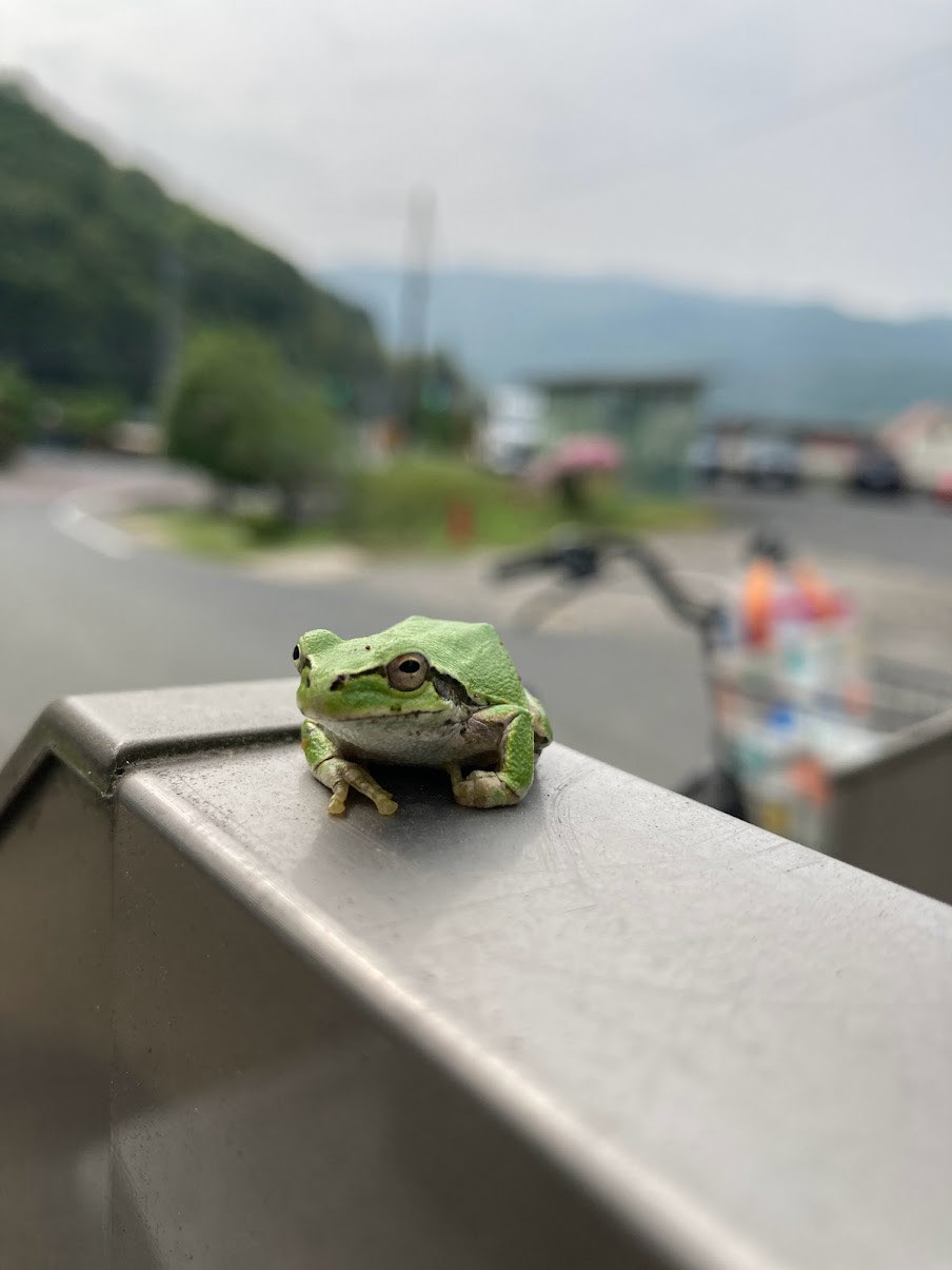 this morning's froggo friend!