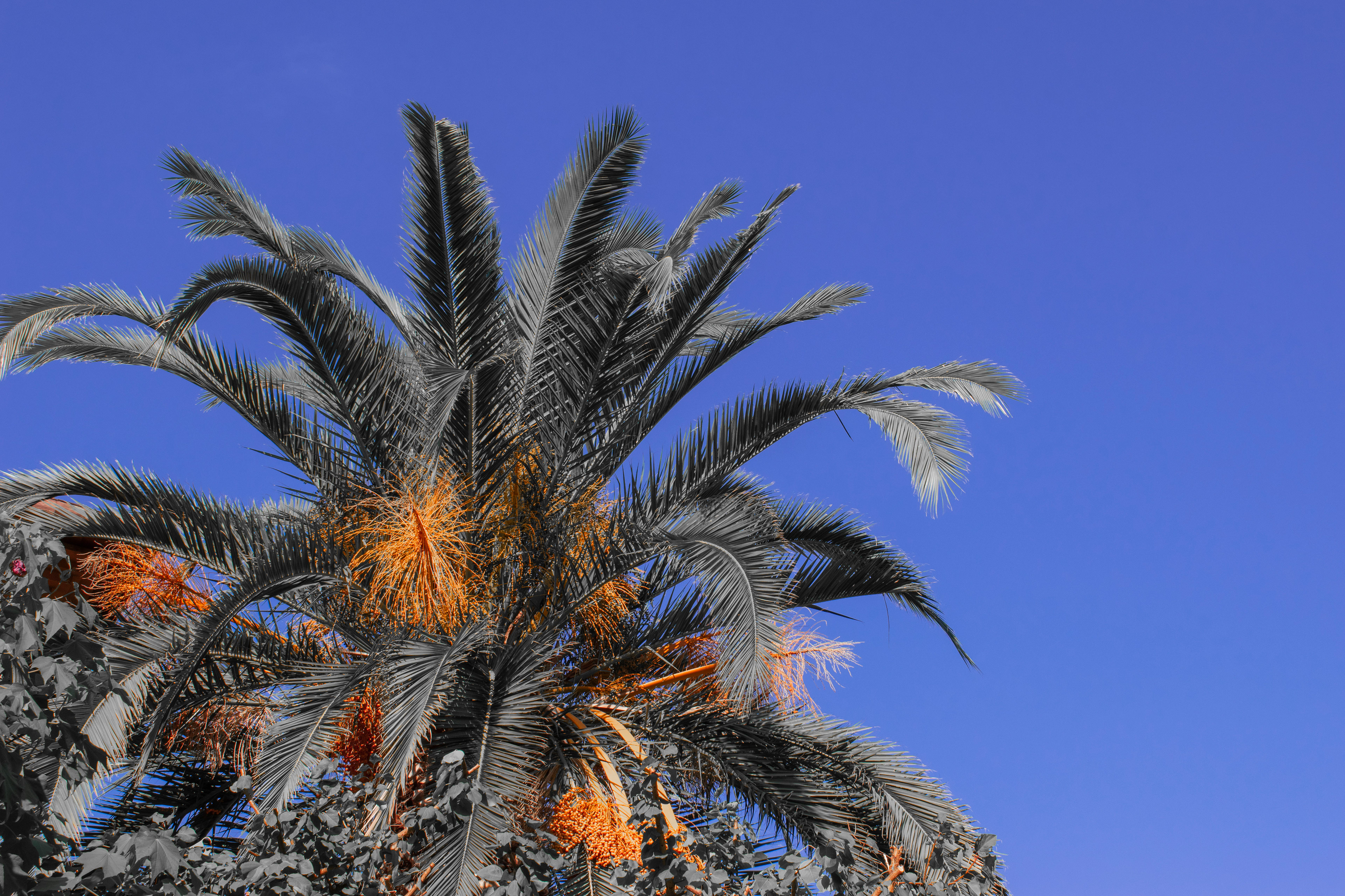 "Palm Tree" - Digital Photography