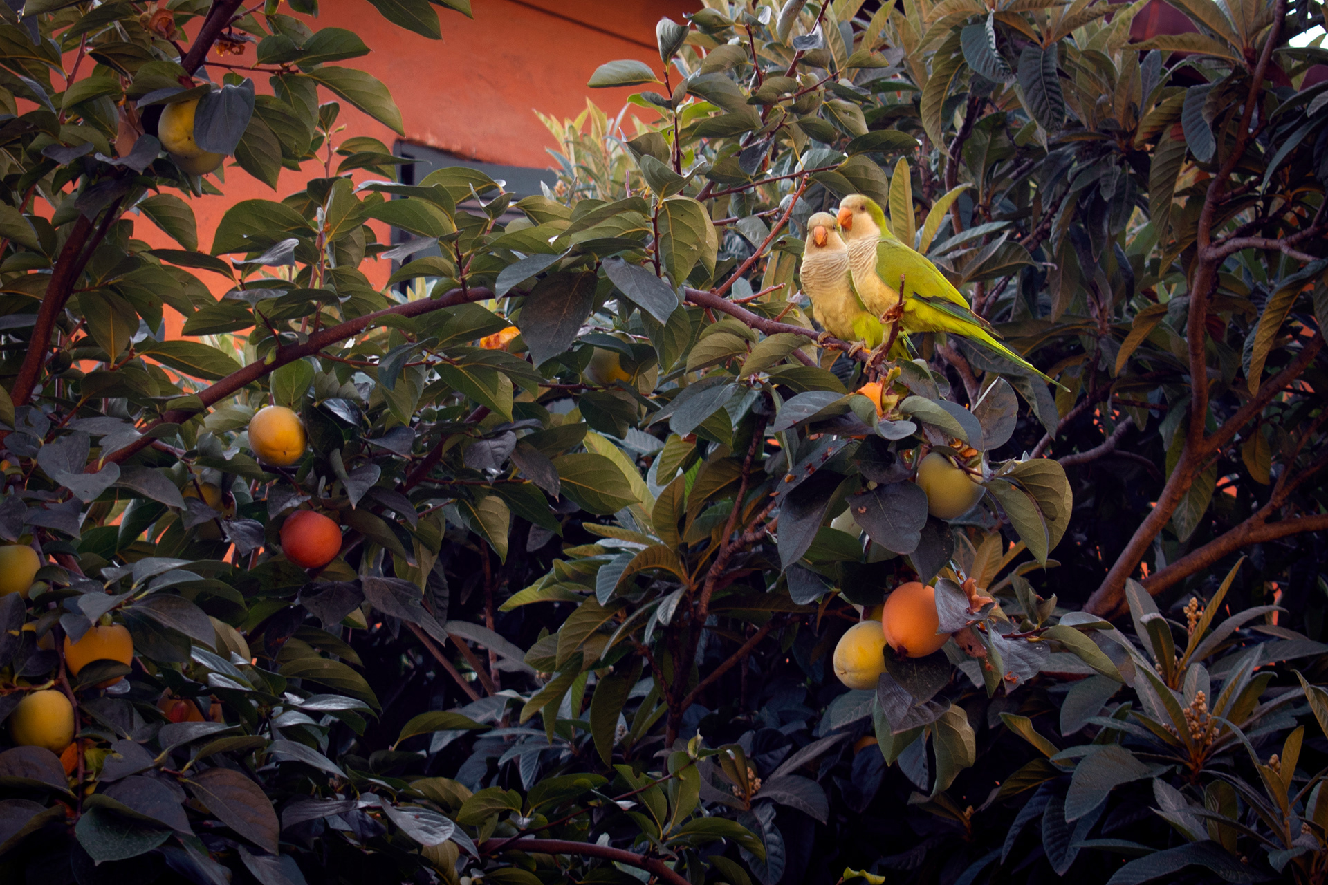 "Love Birds" - Digital Photography