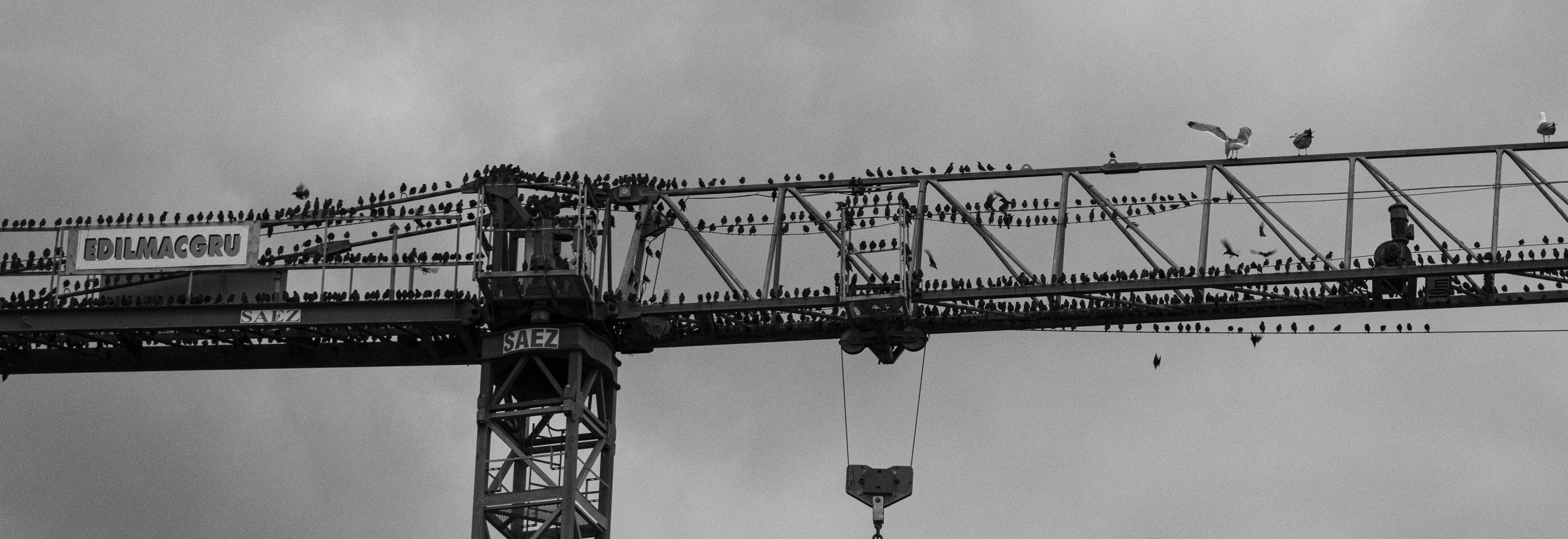 "Starlings on the Crane" - Digital Photography