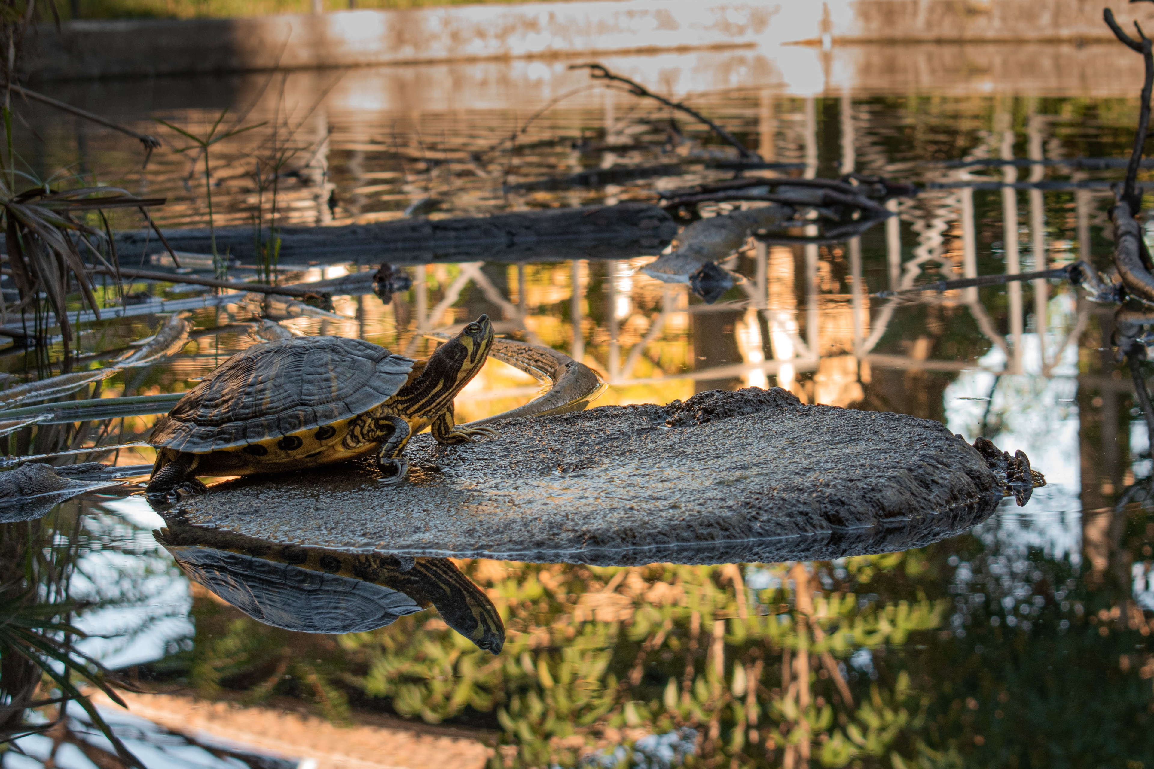 "Turtle" - Digital Photography