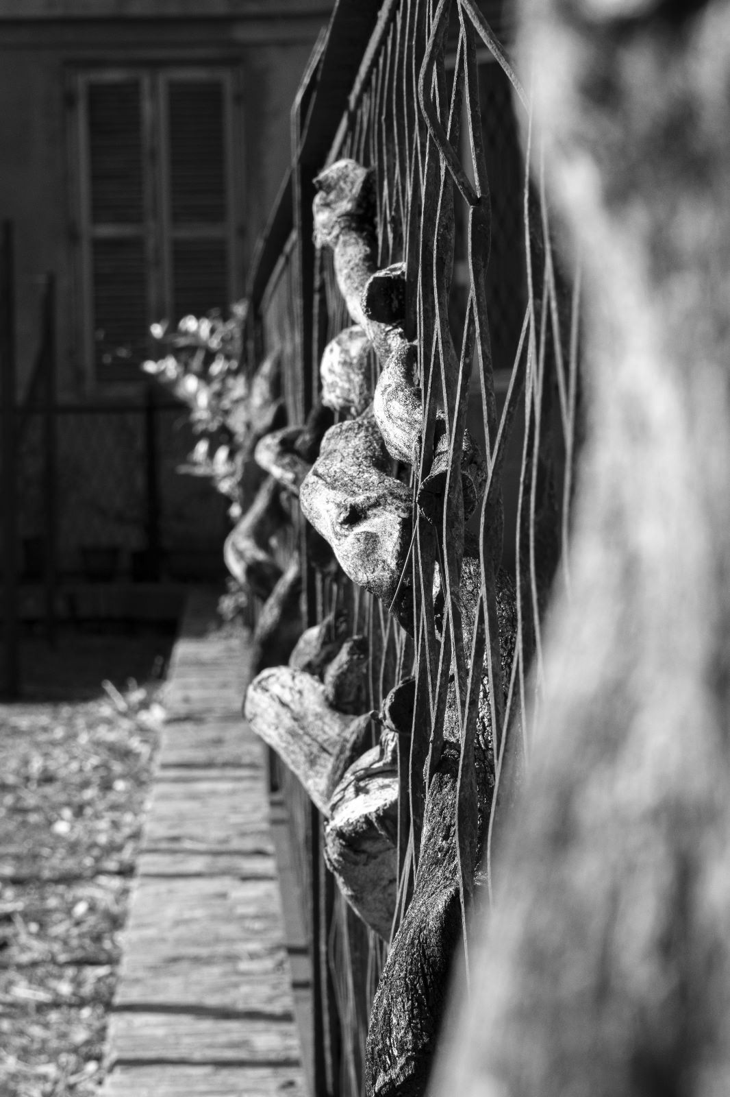 "Roots" - Digital Photography