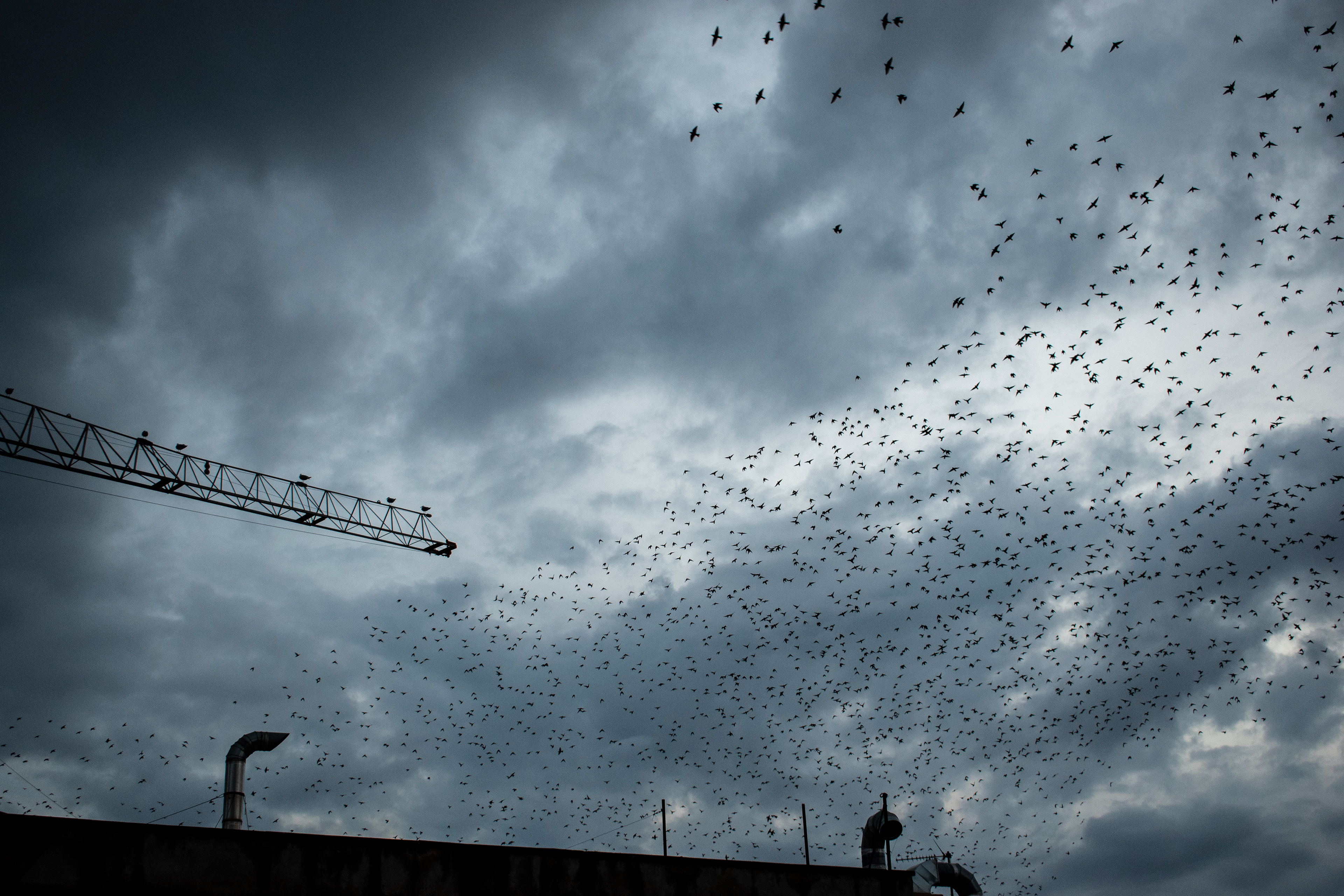 "Starlings" - Digital Photography
