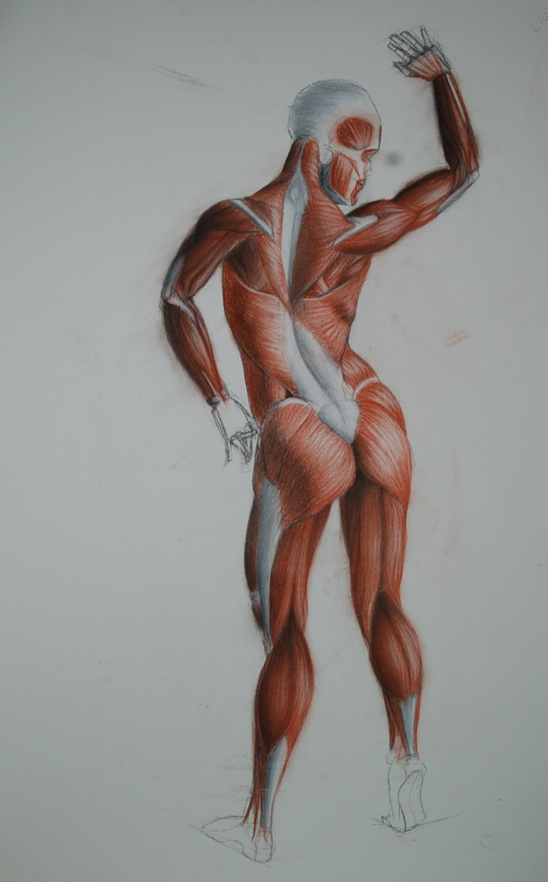Anatomy back study, charcoal and pastel, 2018, 30x20 in