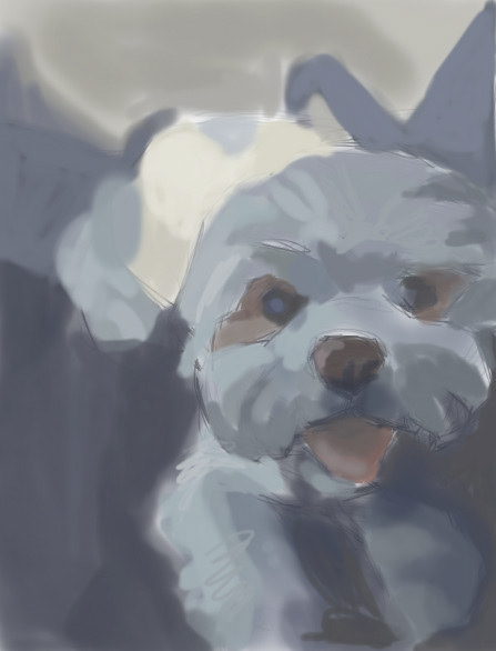 Fluffy Dog Sketch. 2020, digital