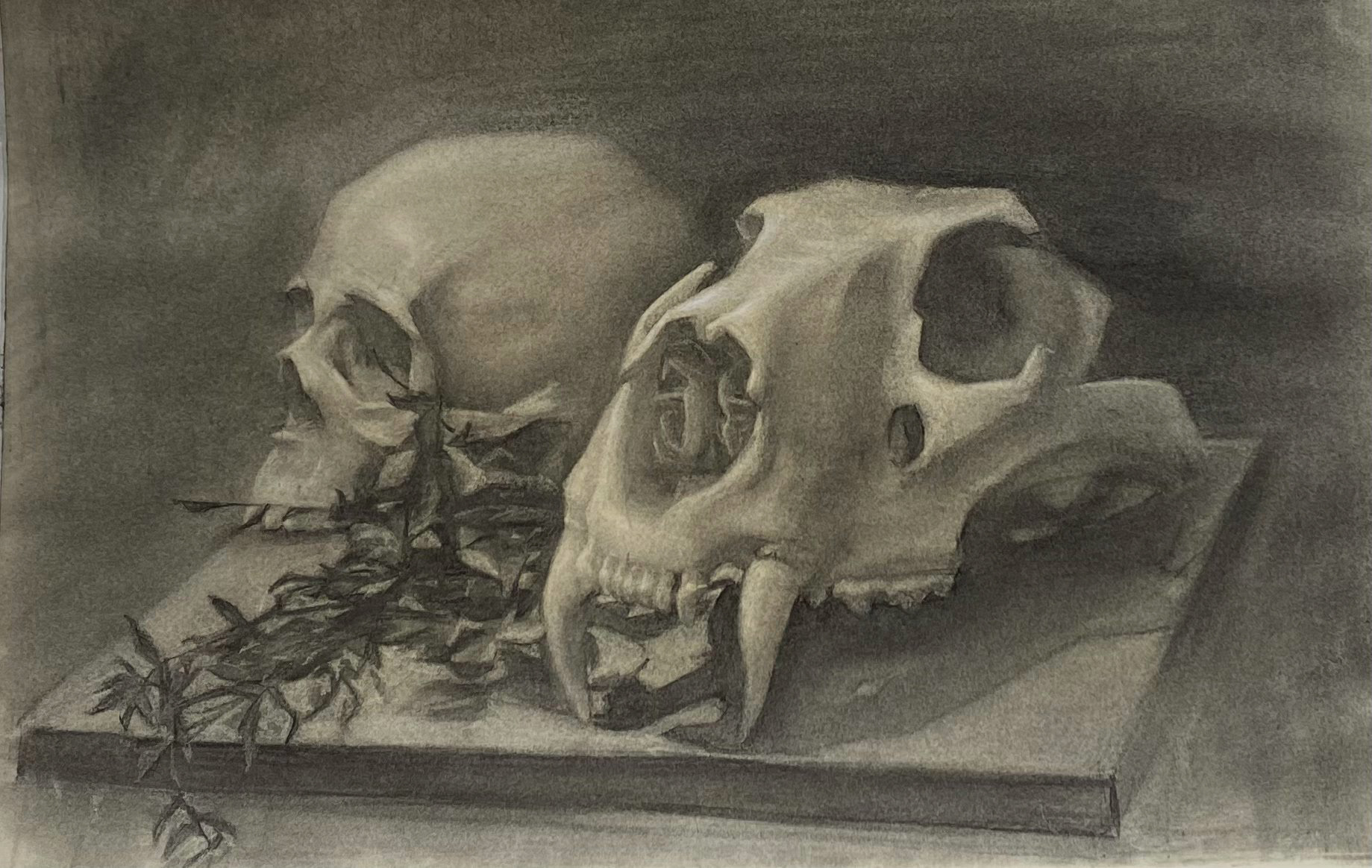 The Jungle Book, Charcoal on paper, 18"x24", 2022