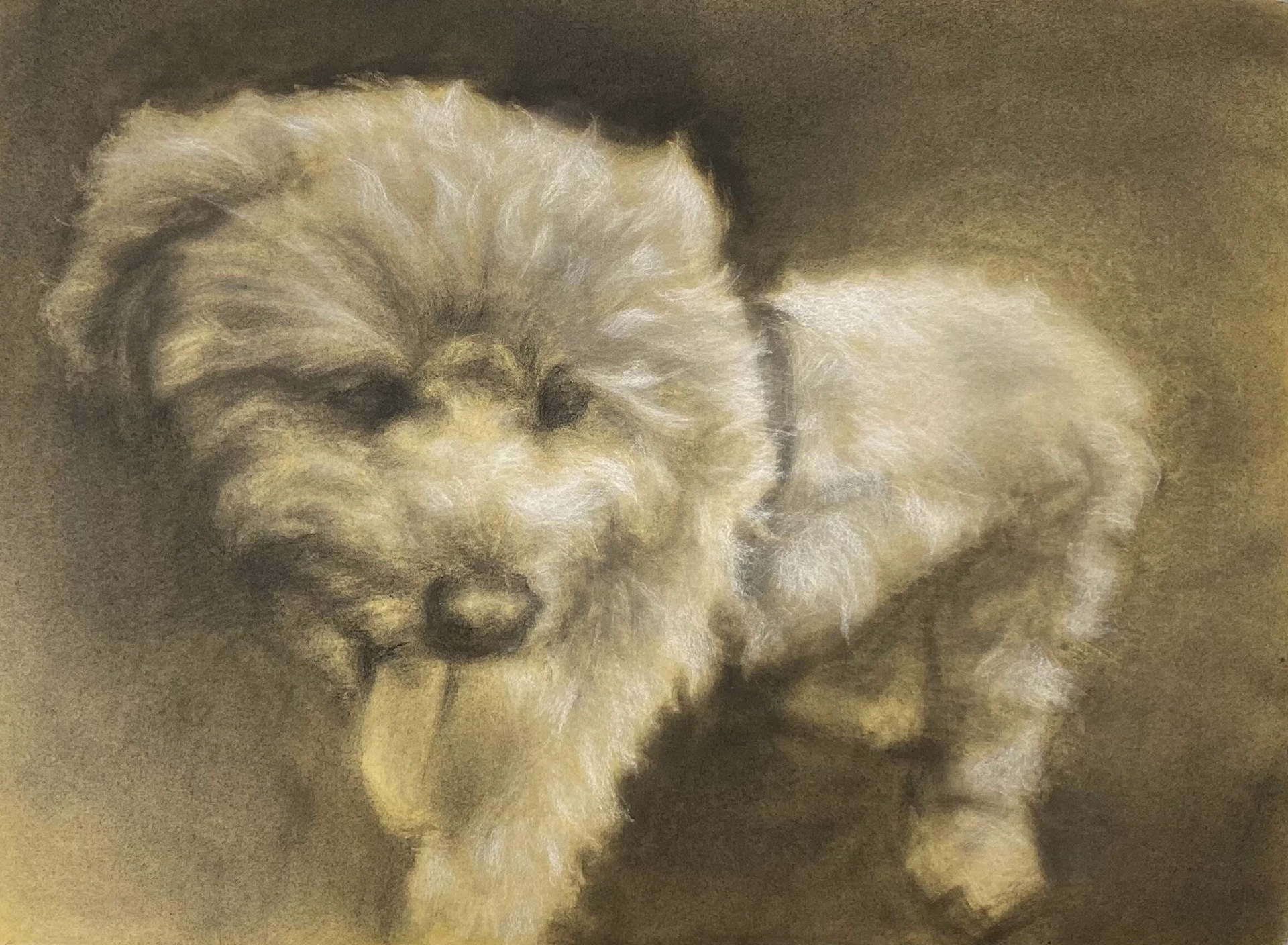 Fluffy Dog Portrait, 2021, charcoal (SOLD)