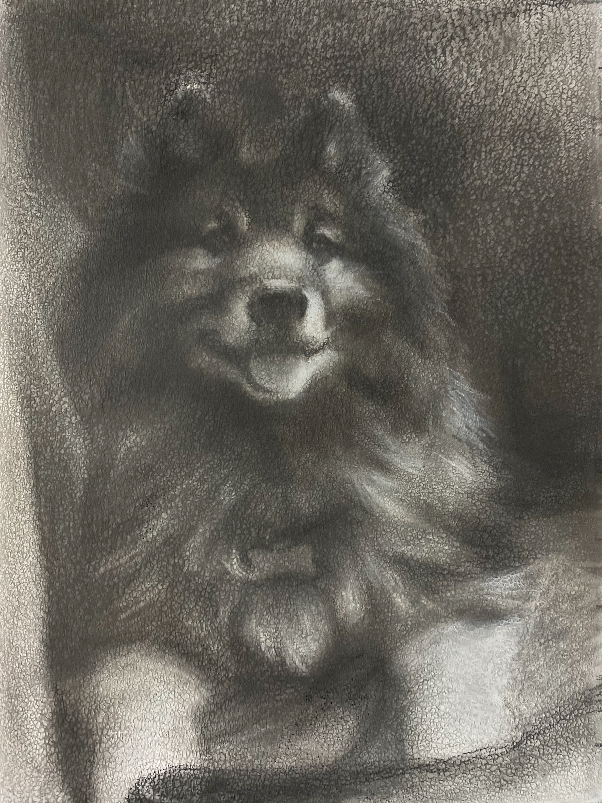 Meeko, 2020, charcoal on panal, 9x12in
