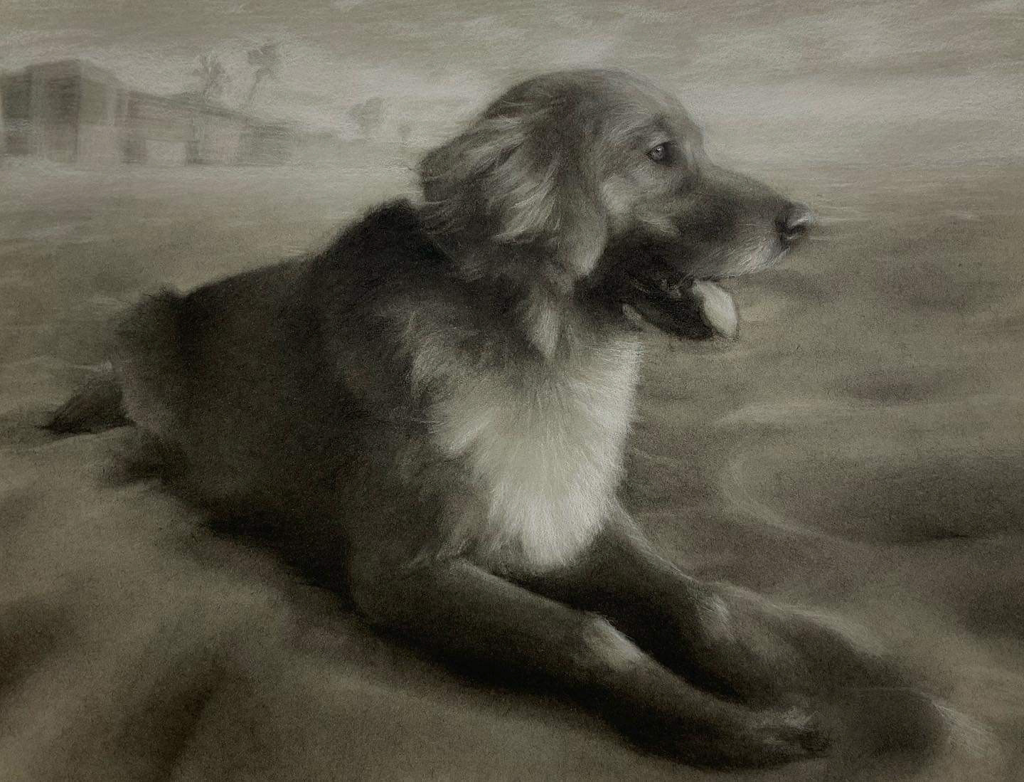 Golden Retriever Portrait, 2020, charcoal on toned paper, 11x14in (SOLD)