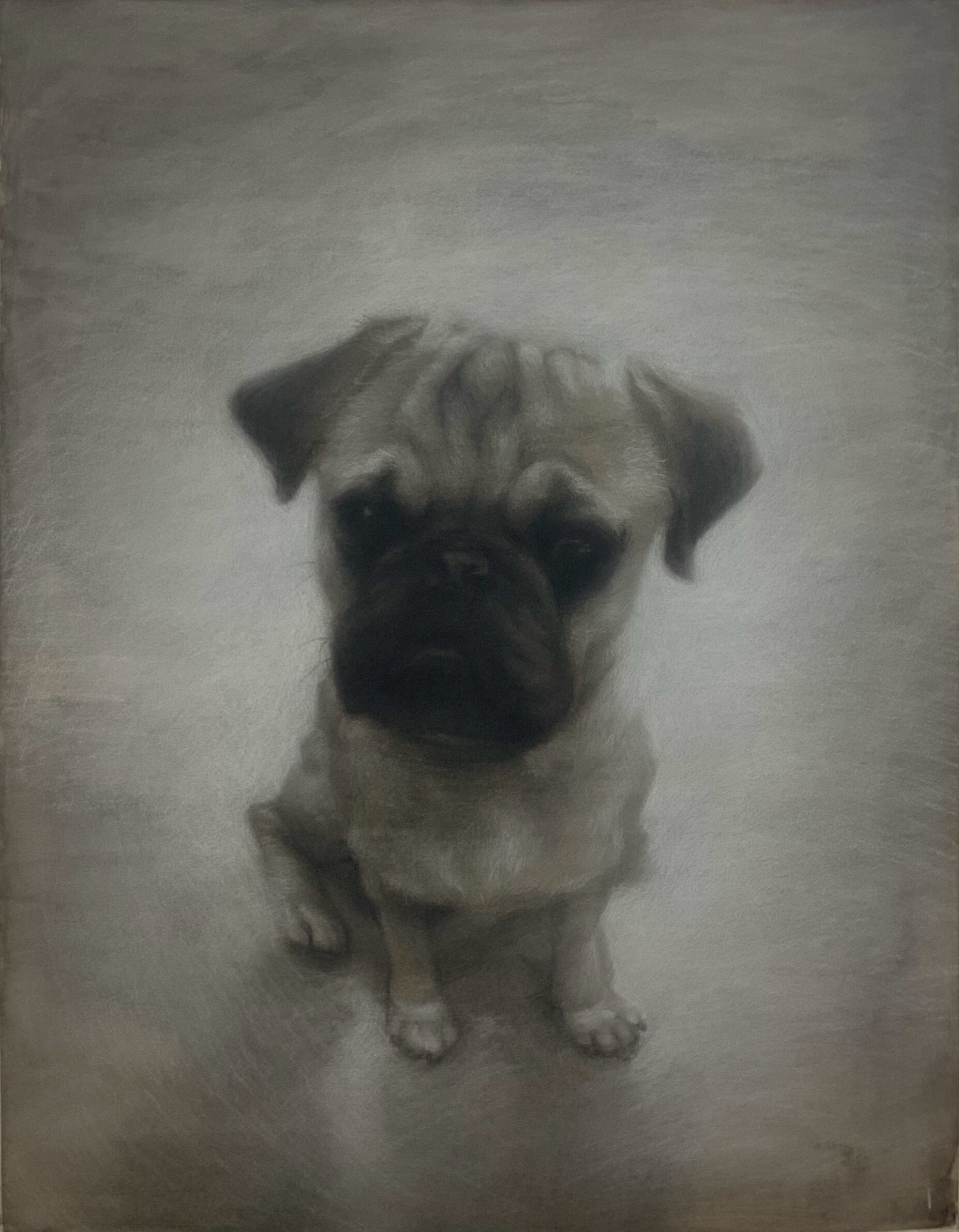 (SOLD) Butters (Pug), 2021, charcoal on hot press paper