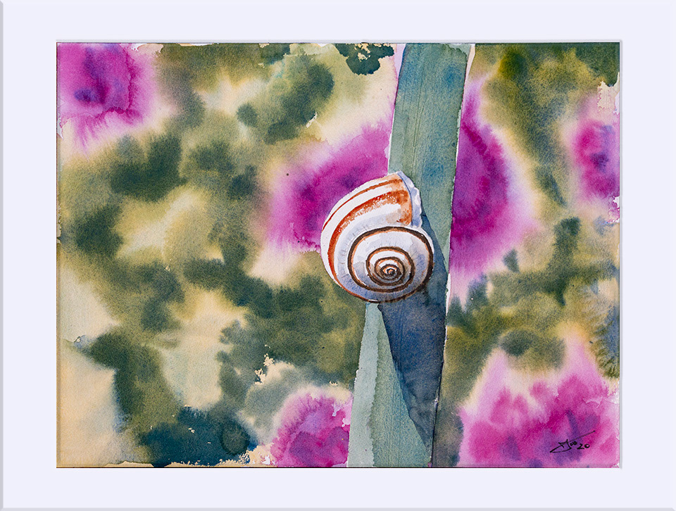 Caracol. Acuarela, 30 x 40 cm