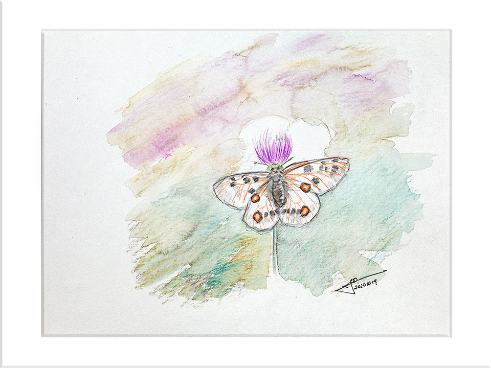 Mariposa. Lápiz acuarelable, 24x32cm