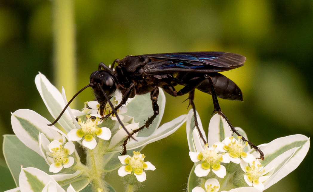 David H. M. Gray Photography - Great Black Wasp