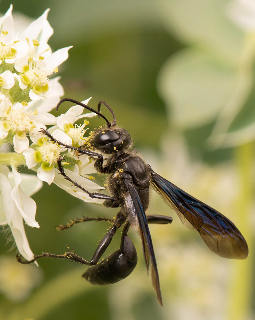 Artist-explores-blackest-black-wasps