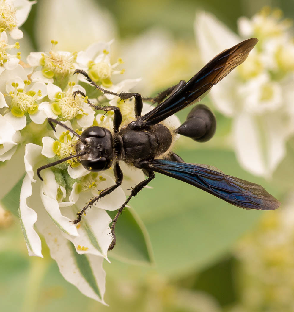 Artist-explores-blackest-black-wasps