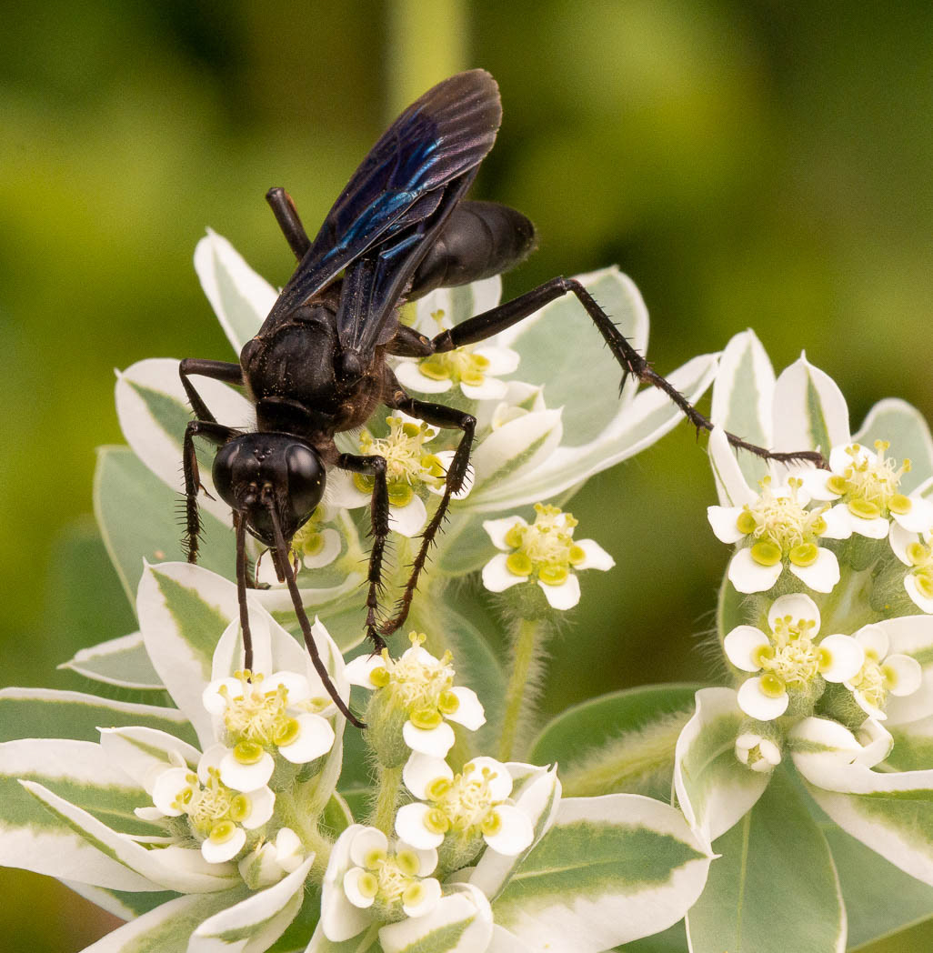 Artist-explores-blackest-black-wasps