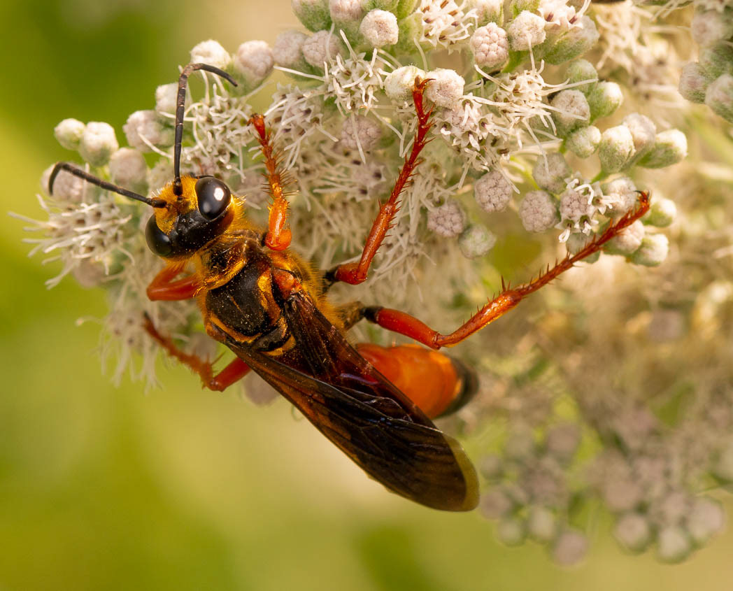 Great Golden Digger Wasp (Family Sphecidae) – Field Station