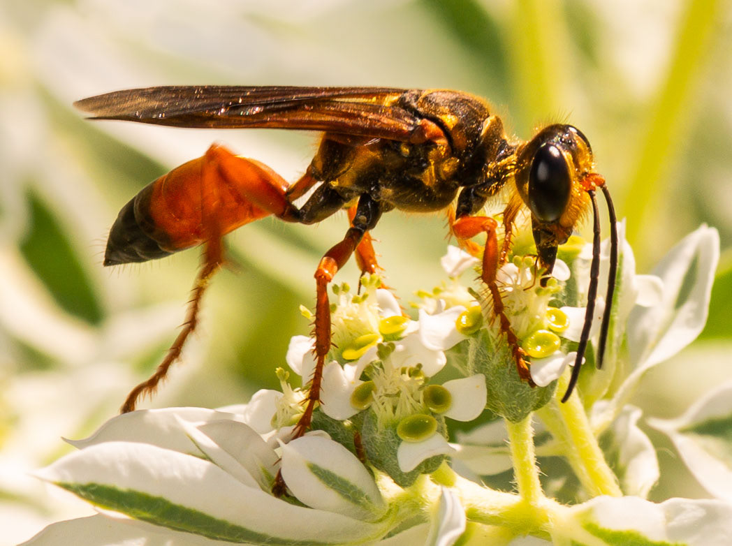 Great Golden Digger Wasp (Family Sphecidae) – Field Station