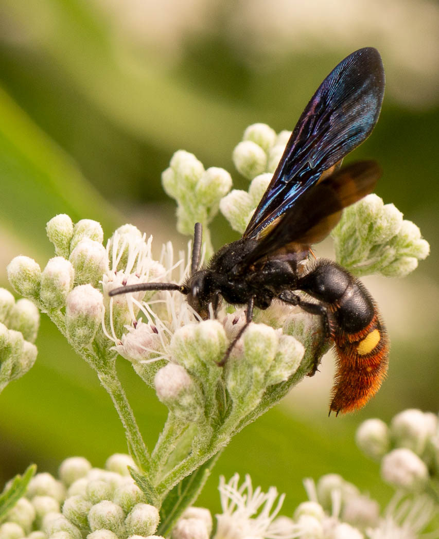 Blue winged wasp: Más de 1,200 ilustraciones y dibujos de stock con  licencia libres de regalías