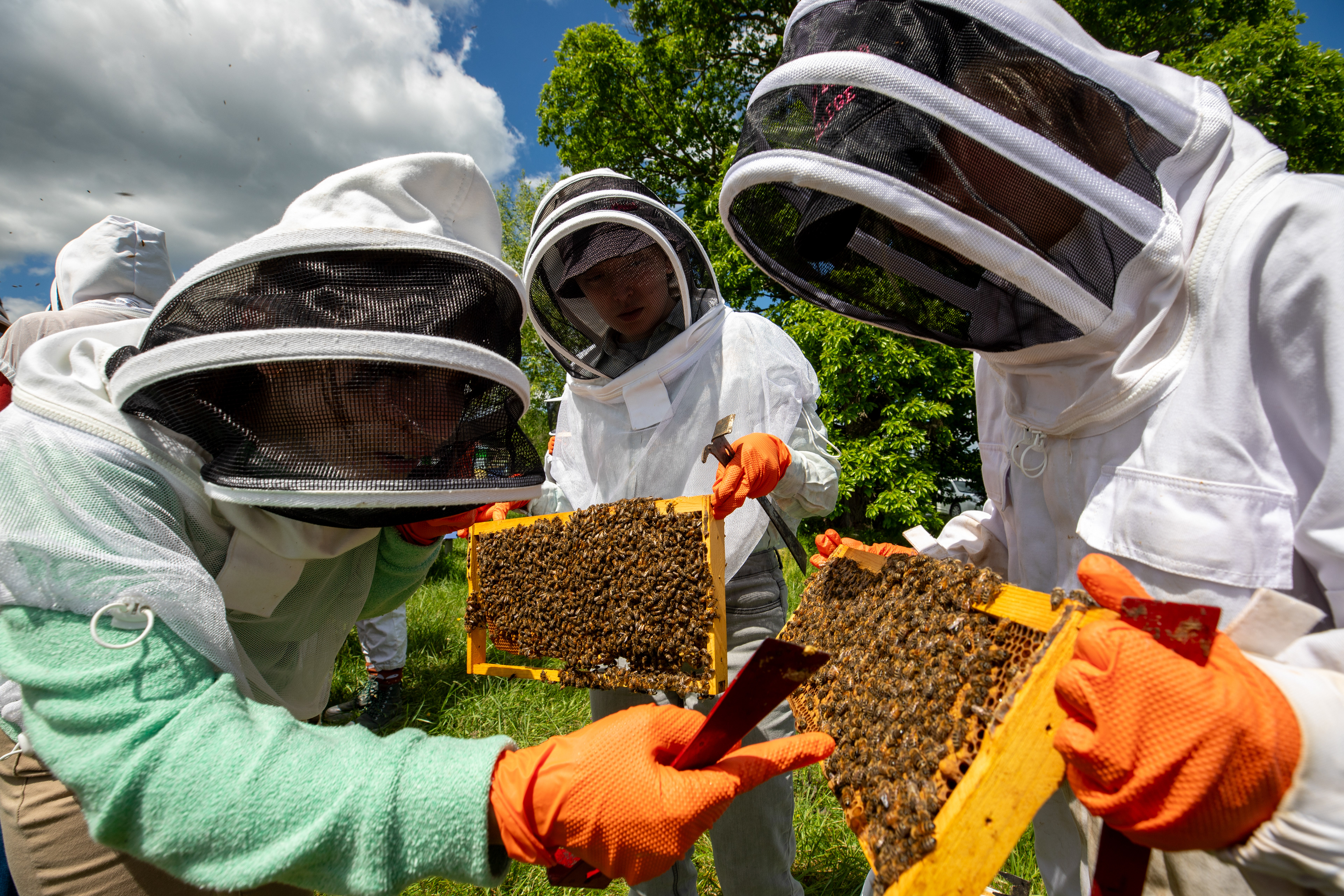 Sweet Briar College students inspect the college's beehives