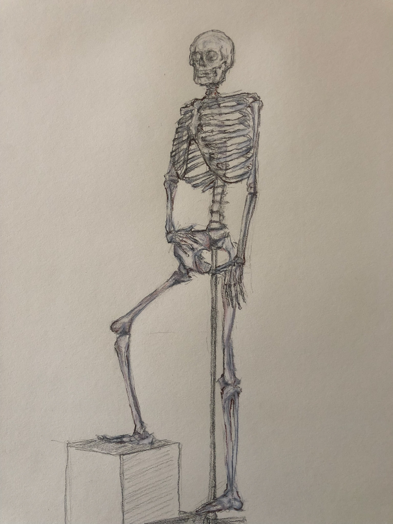 Skeleton study