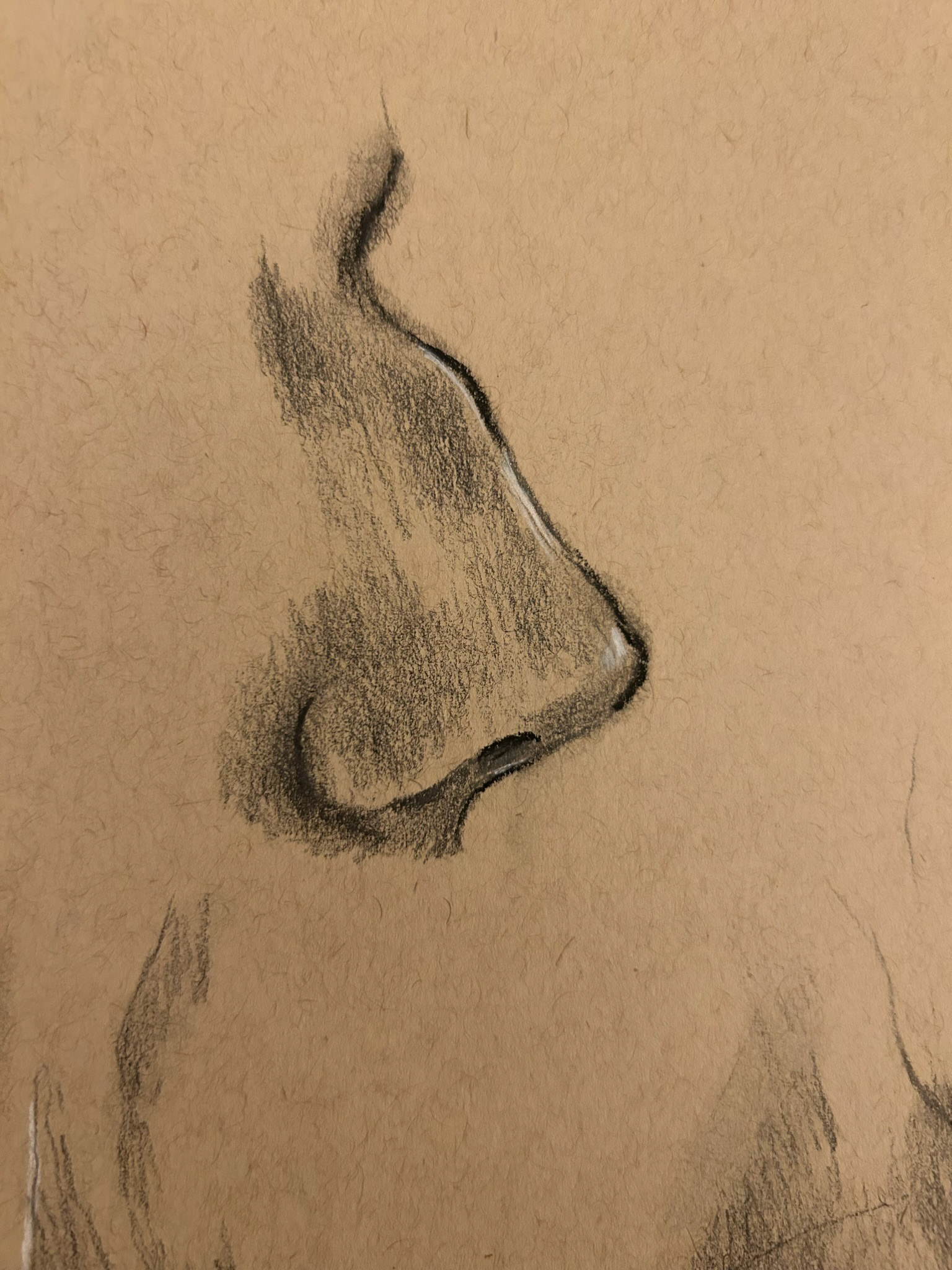 Nose Study 1