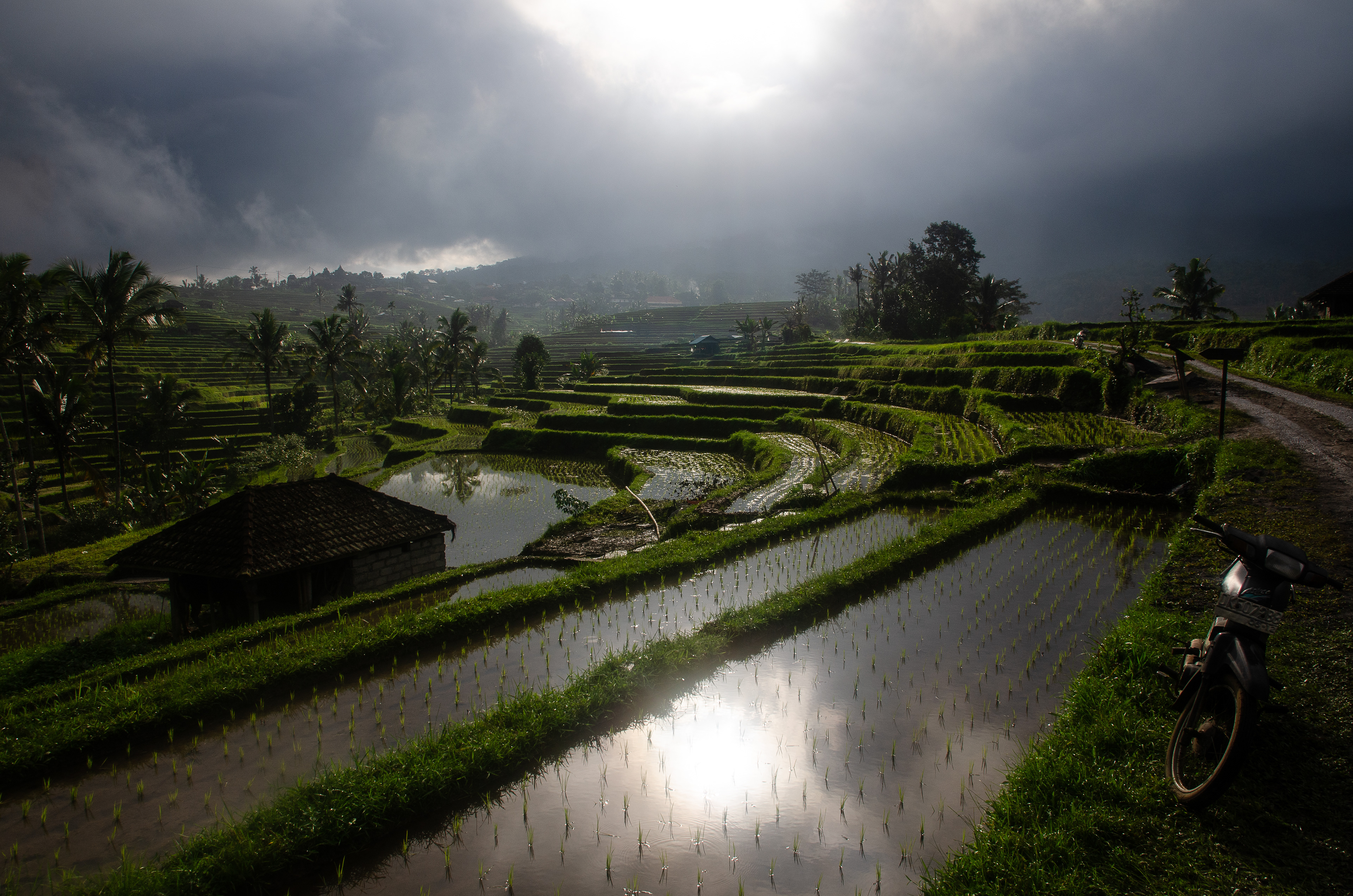 Reisfelder. Nord-Bali, Indonesien (2017)