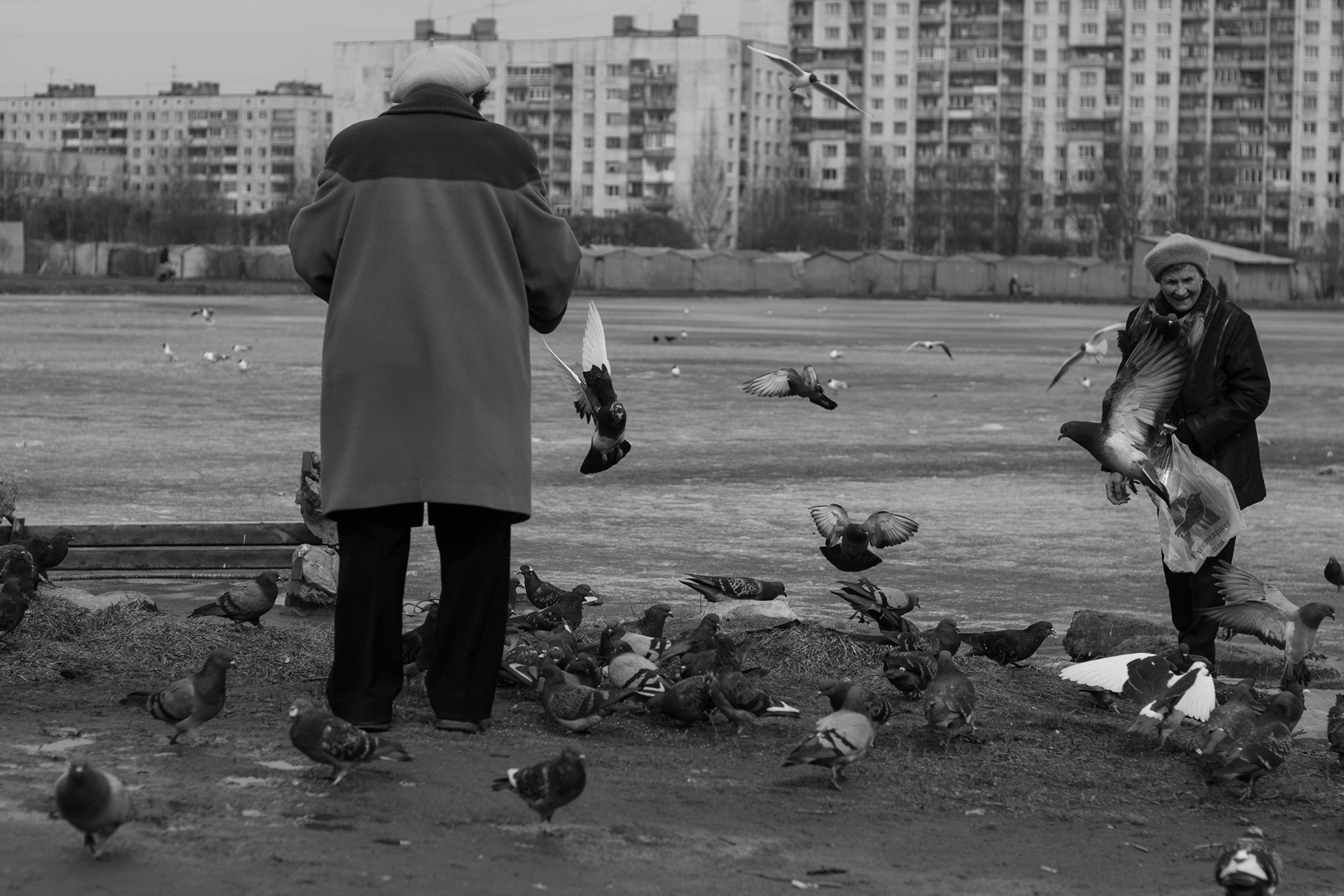 Feeding the Birds (2009). St. Petersburg, Russia