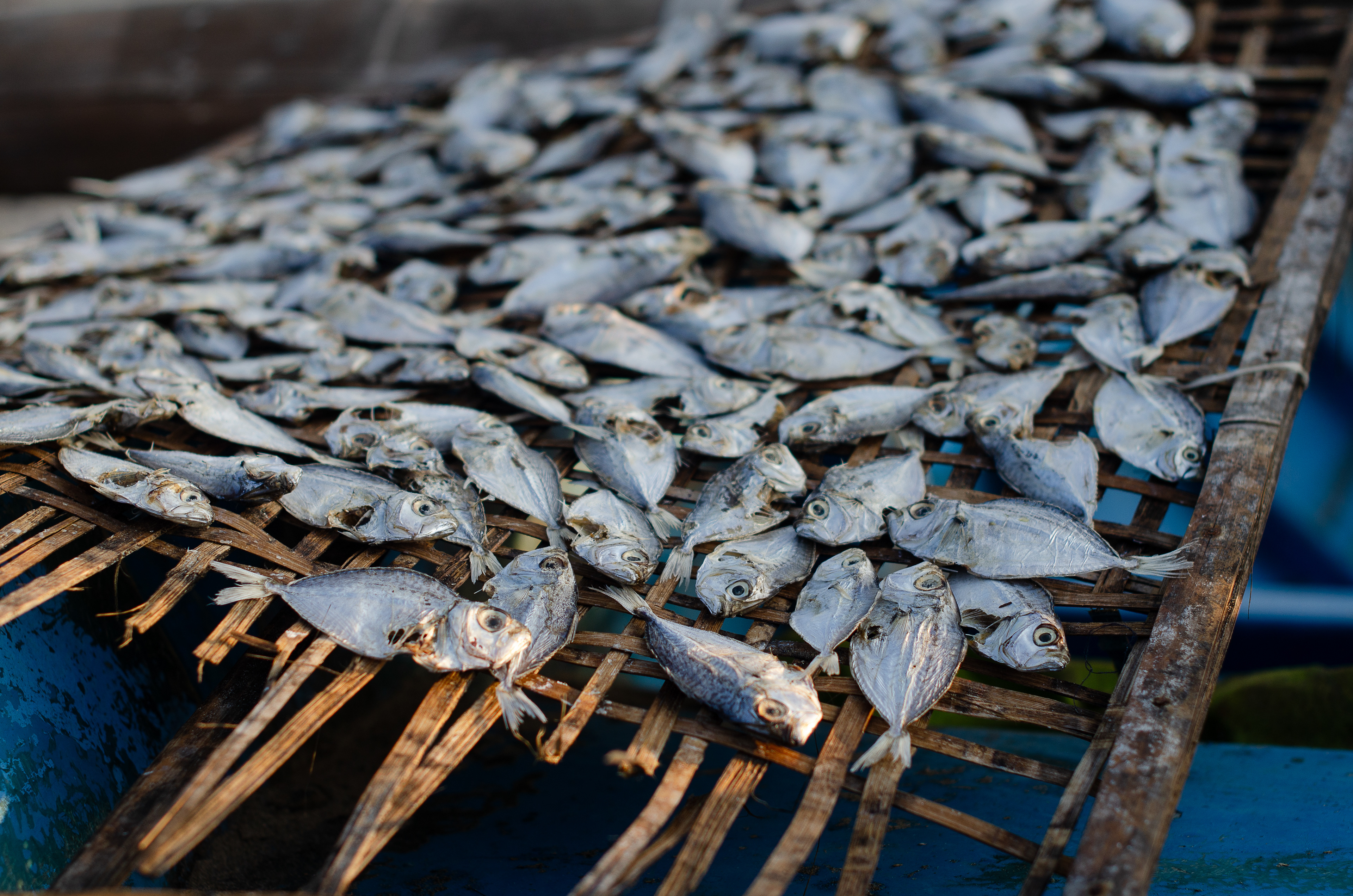 Getrocknete Fische. Bali, Indonesien (2022).