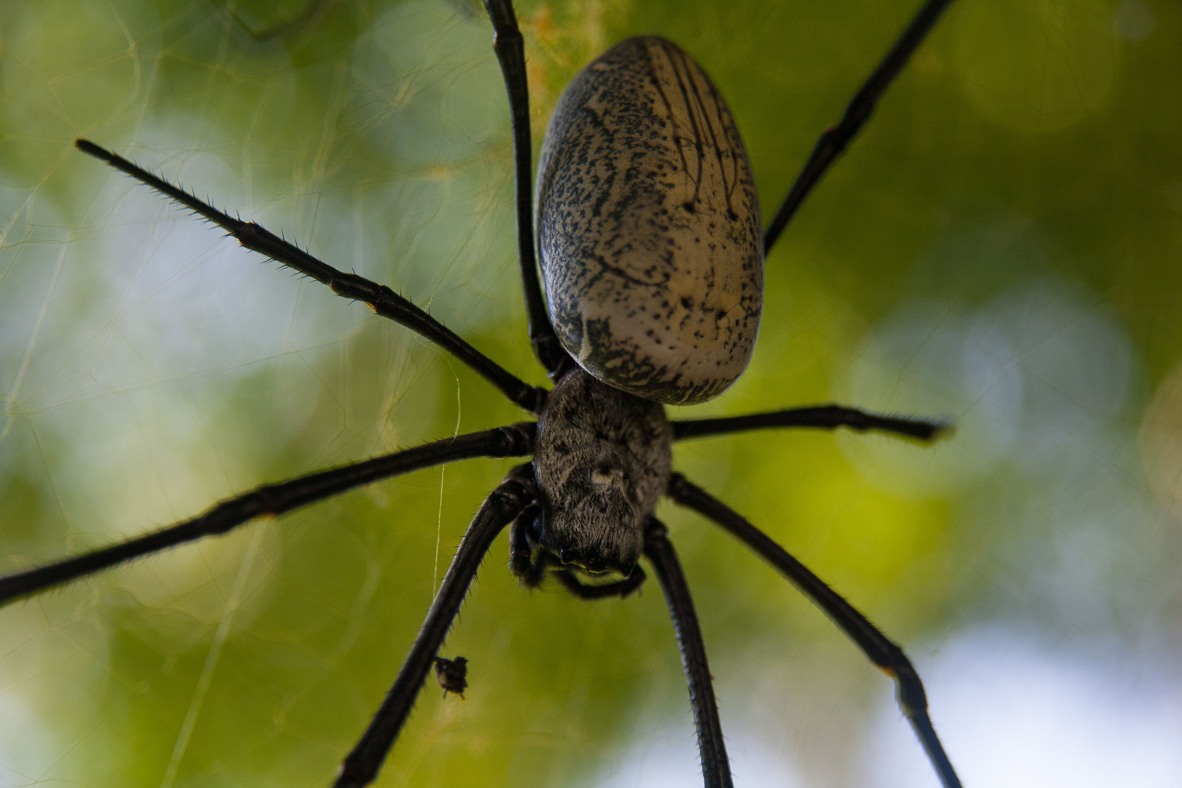 Spinne. Gili Trawangan, Indonesien (2008)