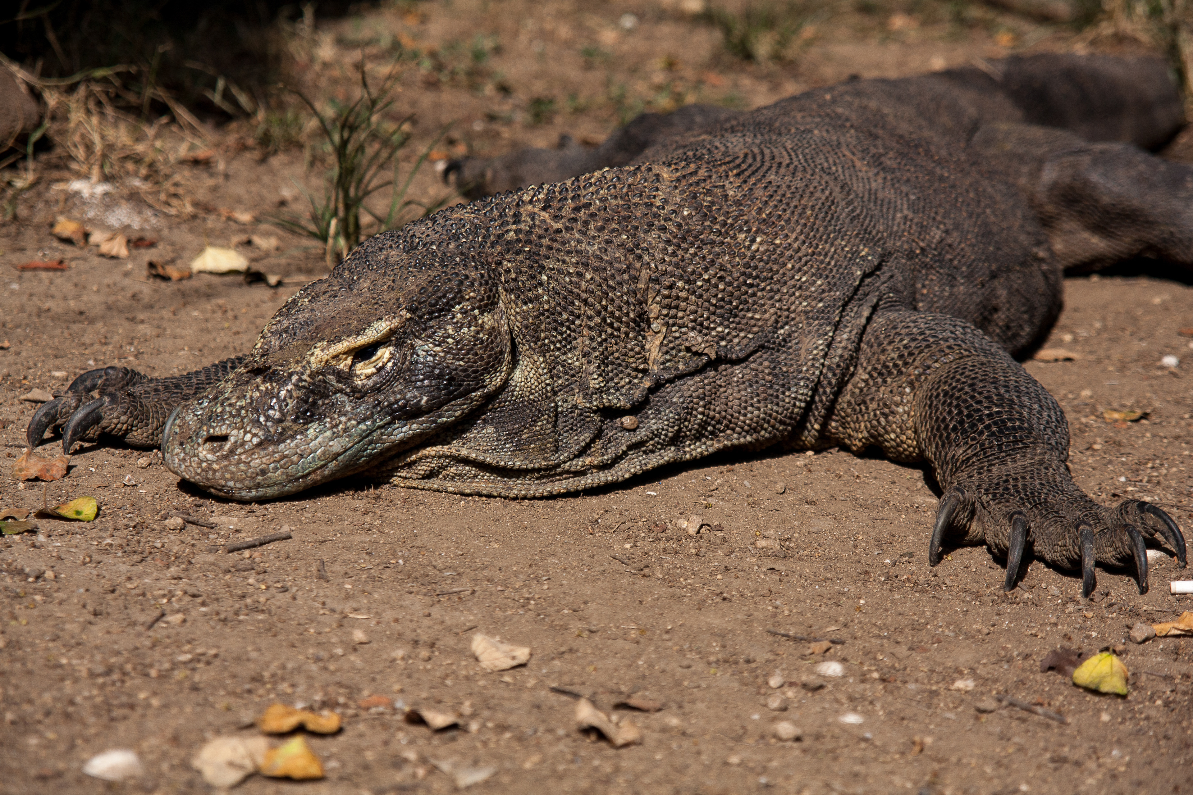 Komodowaran. Komodo, Indonesien (2008)