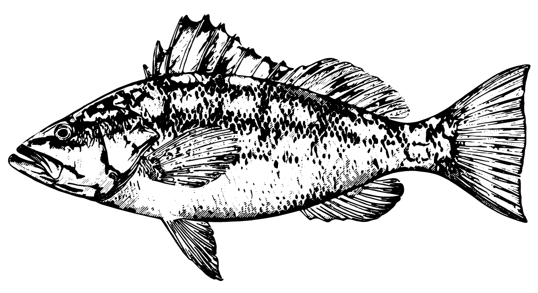 Channel Islands Kayak Fishing