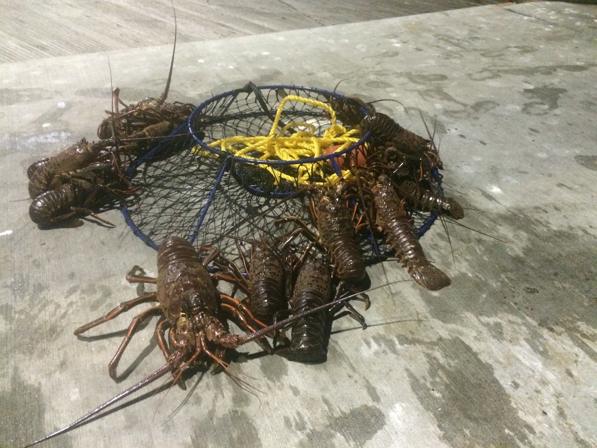 Lobsters Channel Islands Harbor
