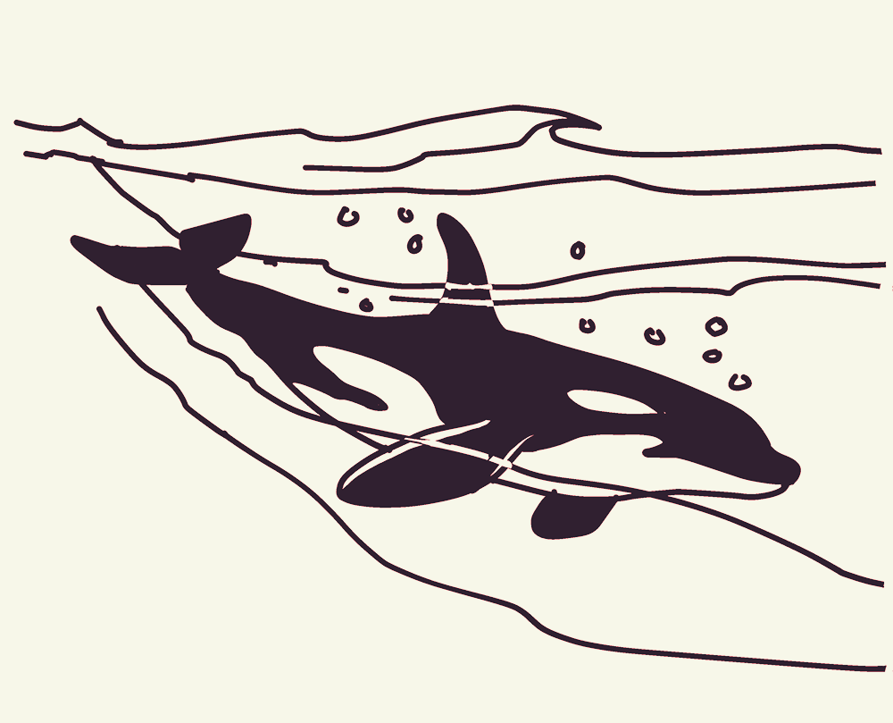 An orca