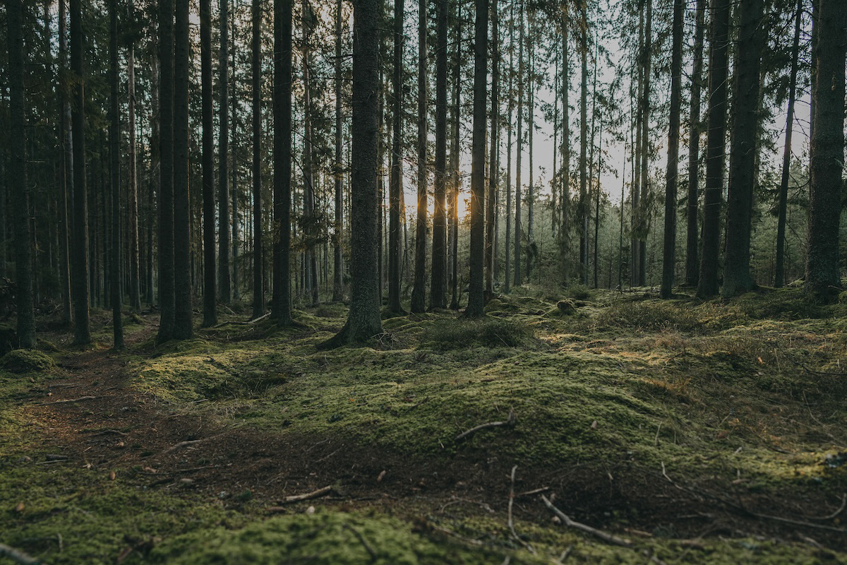 Nature