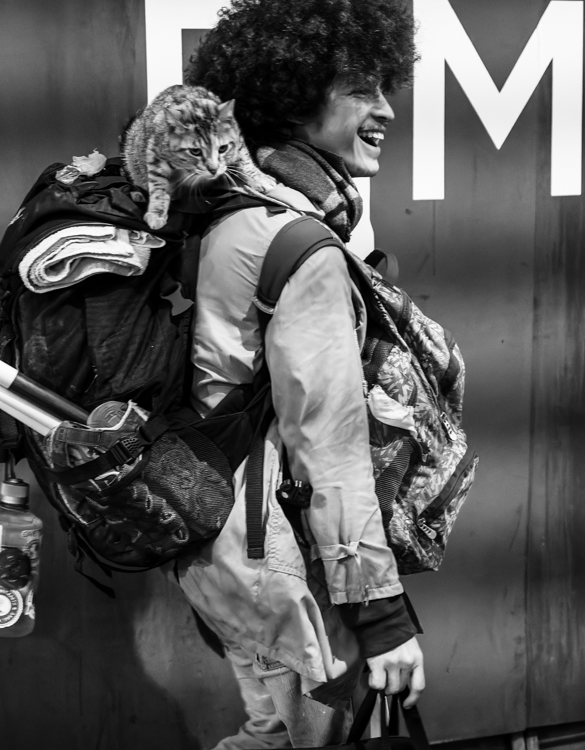 Gato Viajero / Traveler Cat