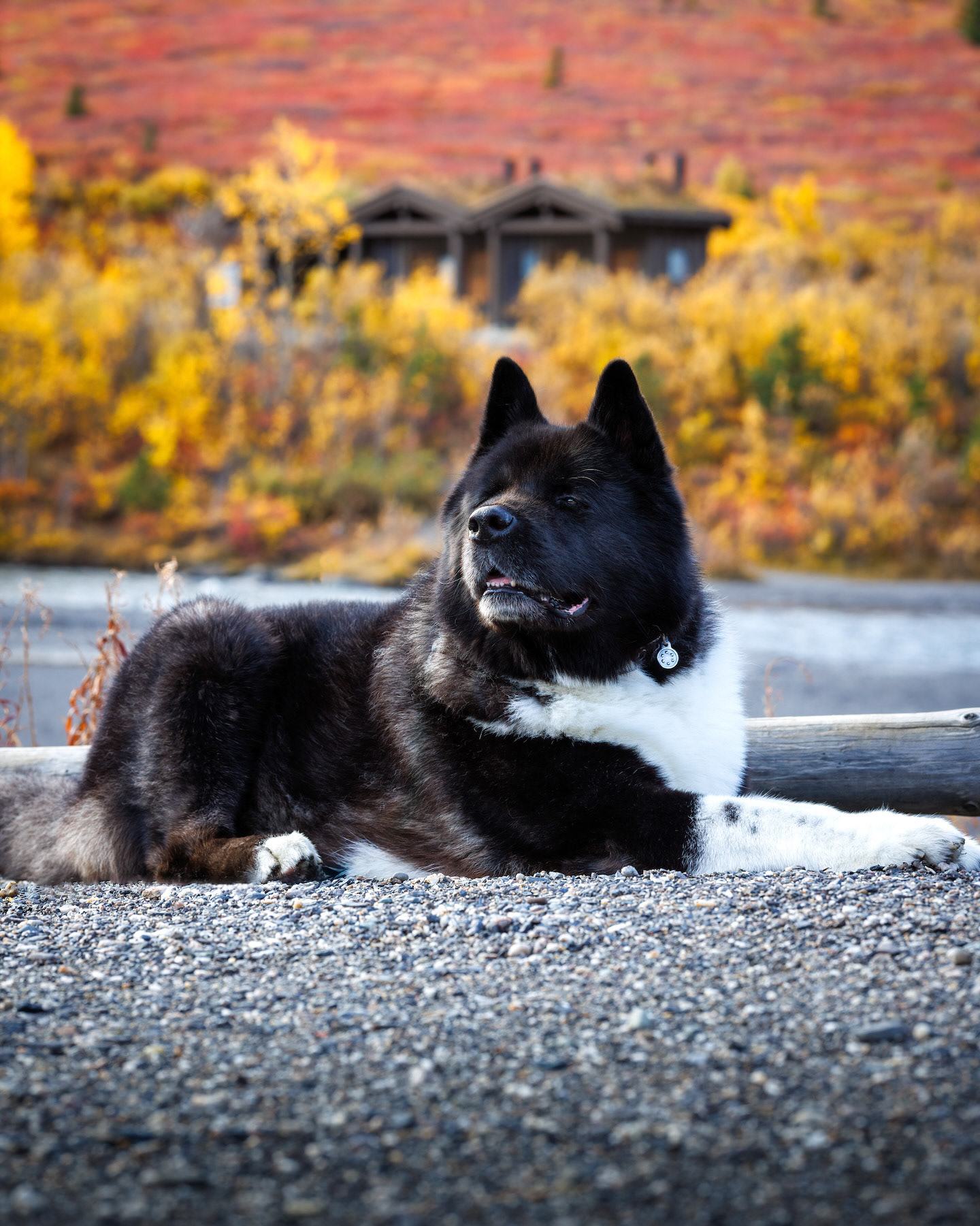 Our sweet boy...Time flies...Valzer d'Inverno