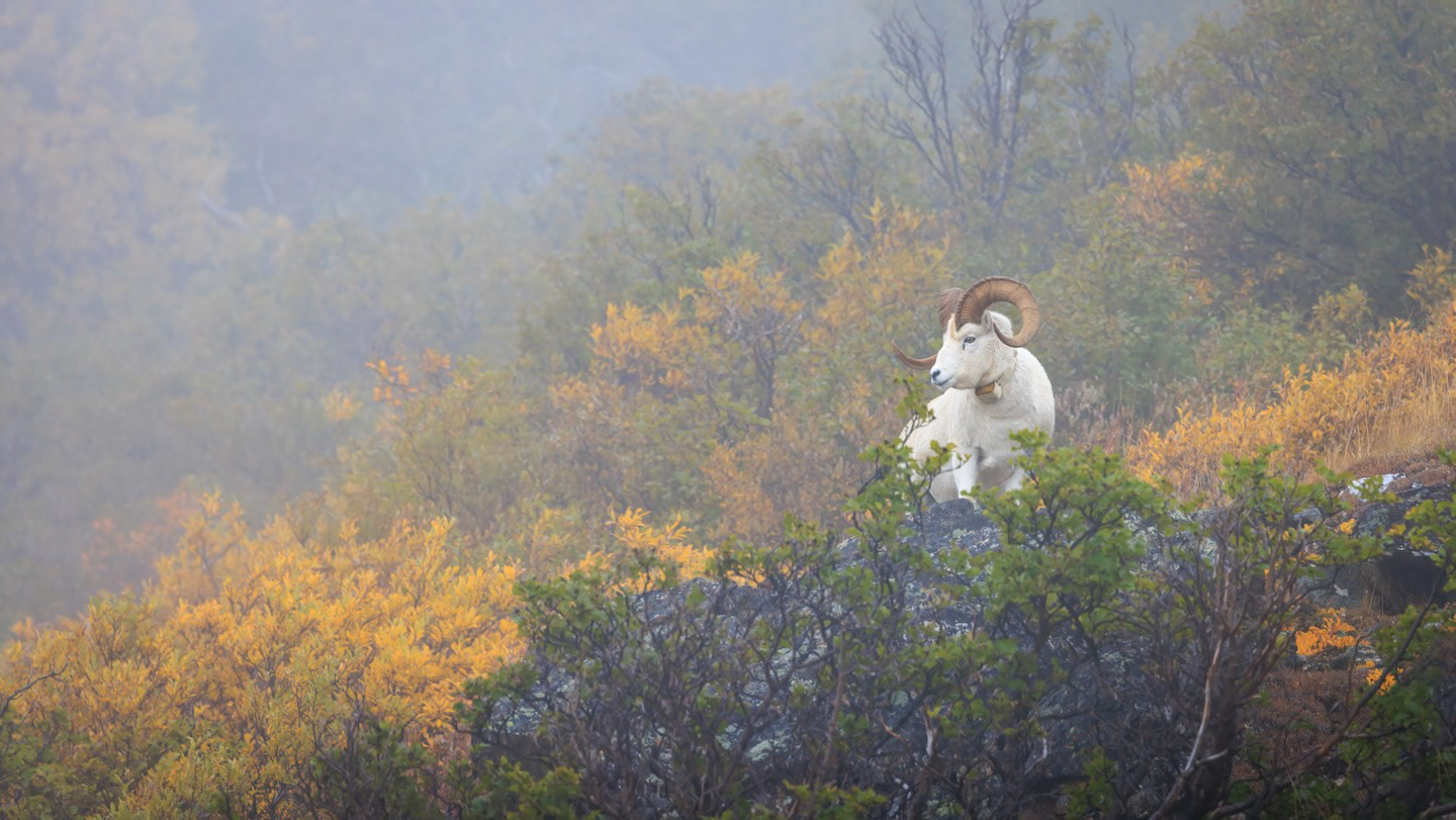 The Misty Mountain Cold
